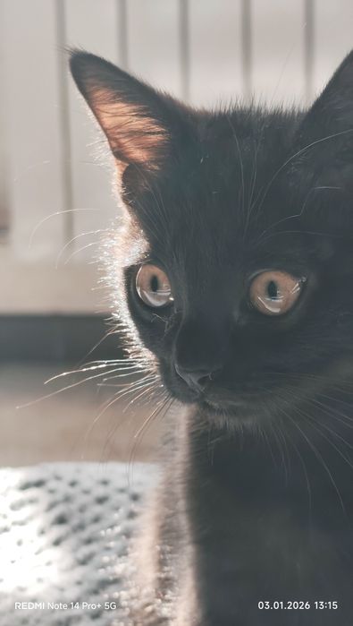 Котенок 2 месеца