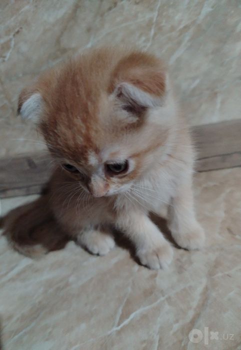 Zolotoy shinshila