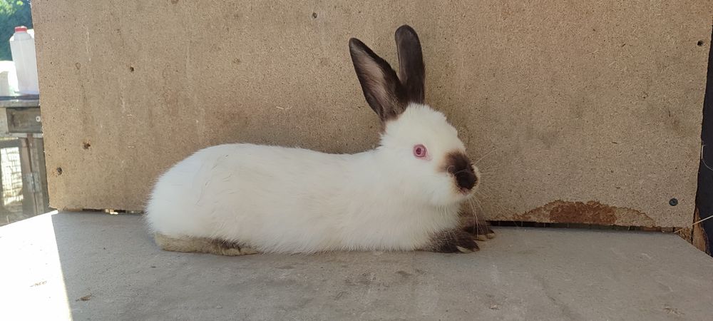 Хар хил турдаги ва рангдаги куйонлар бор, келиштириб берилади