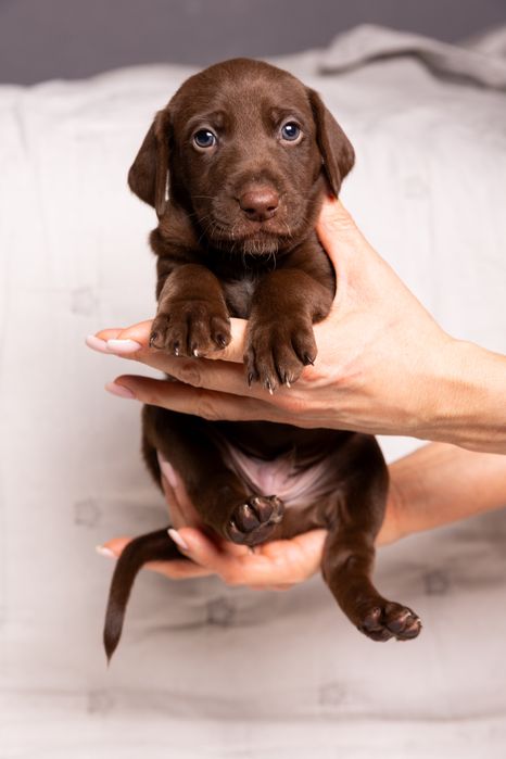 Отдадим щенков в добрые и любящие руки!