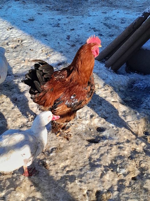 Vând rațe, rățoi, cocoși si iepuri.