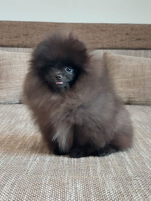 Pomeranian mascul cu pedigree
