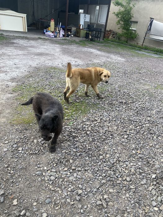 Щенки Питбуль Төбет