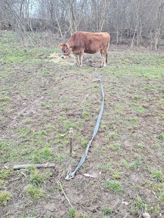 De vânzare jurinca Jersey  gestantă de 6 luni