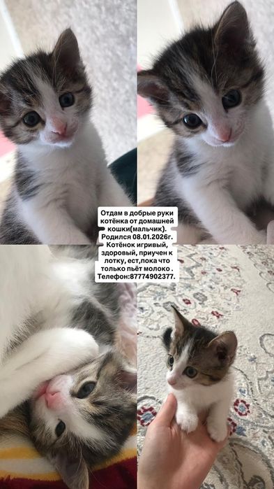 Котенок!!! Отдам в добрые руки