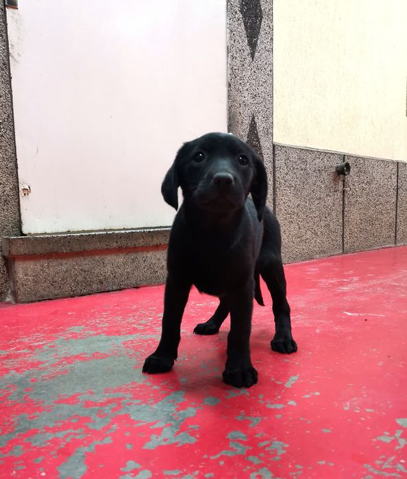 Лабрадор ретривър