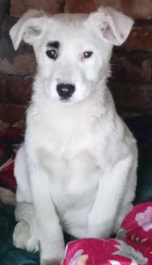 Отдам в хорошие, добрые руки щенков девочек