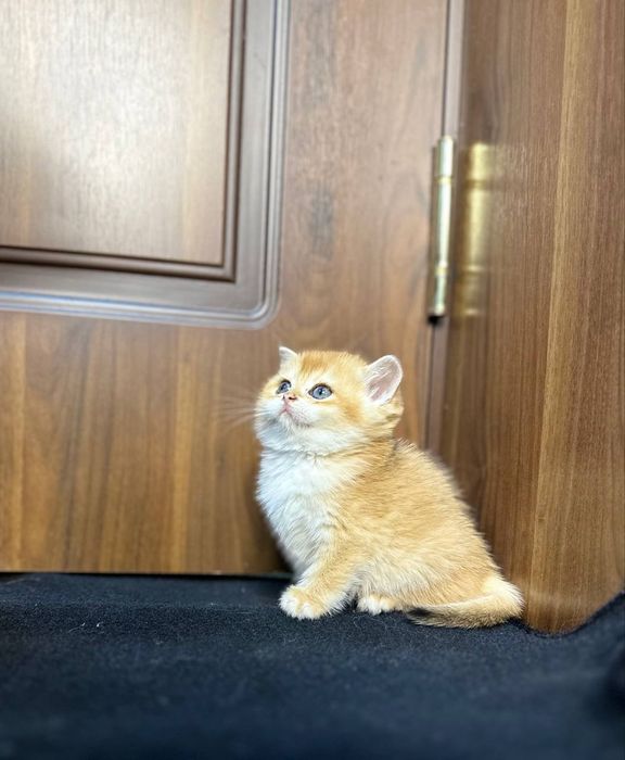 Золотистый шиншилла котёнок