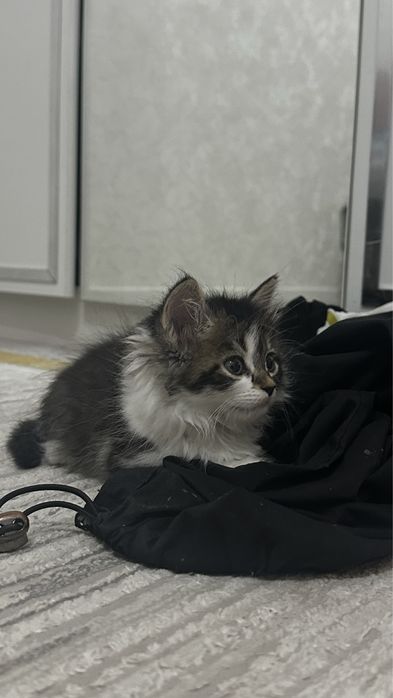 Котенок, 1 месяц, шотланд