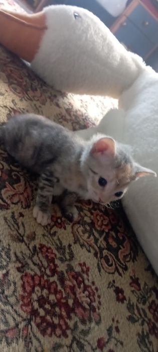 Донской сфинкс котенок