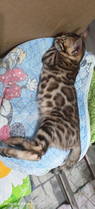 Чистокровные бенгальские котята