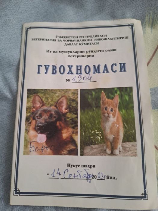 Чистый немецкий овчарка, +паспорт