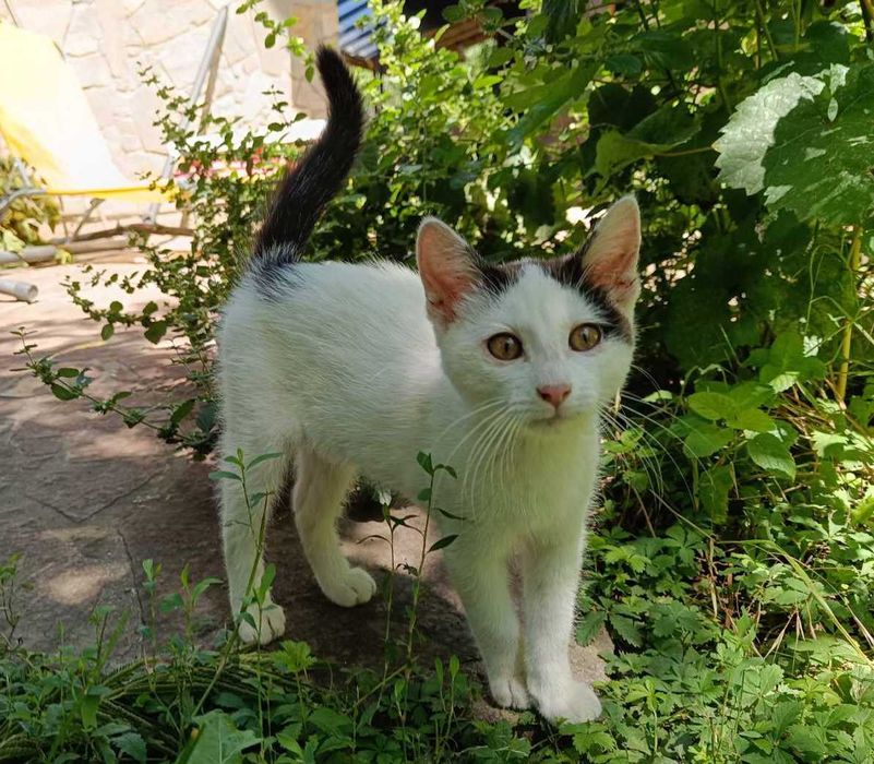 Котето Нана търси своя дом и любящ стопанин