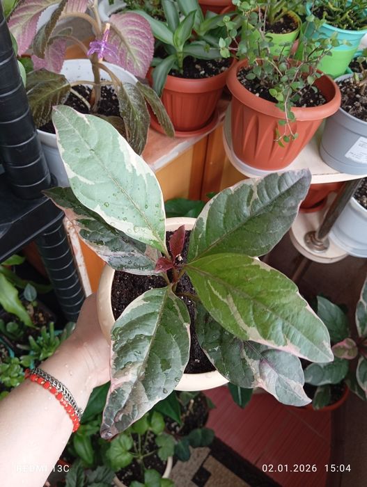 Продам комнатные растения