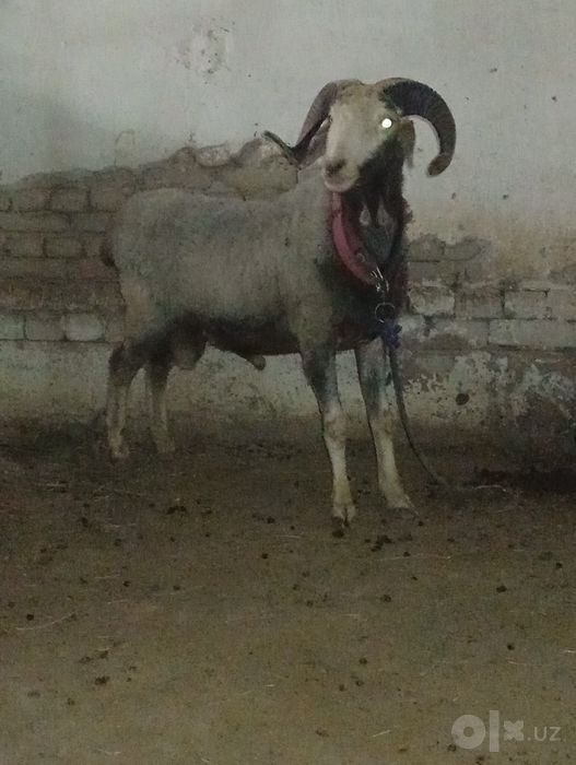 Qo'chqor sotilodi