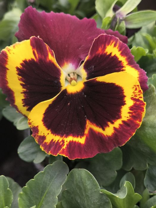 Теменужки едроцветни