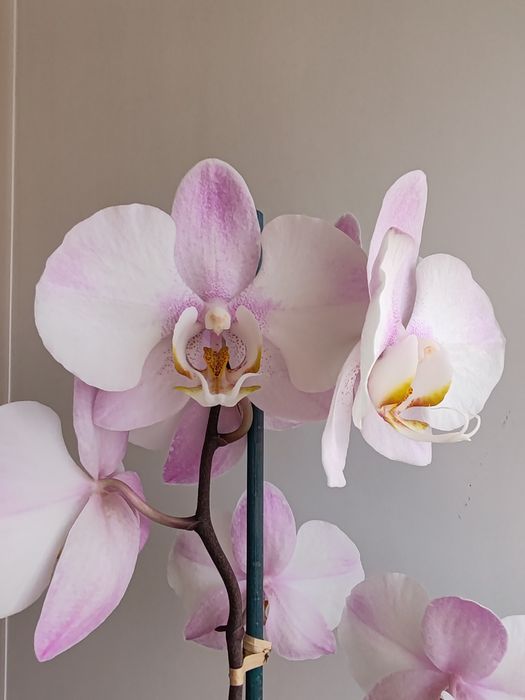 Орхидея фаленопсис