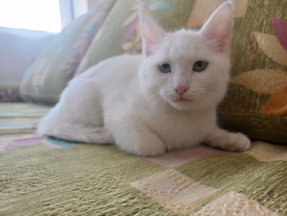 Мушукча сотилади зоти турк ангора