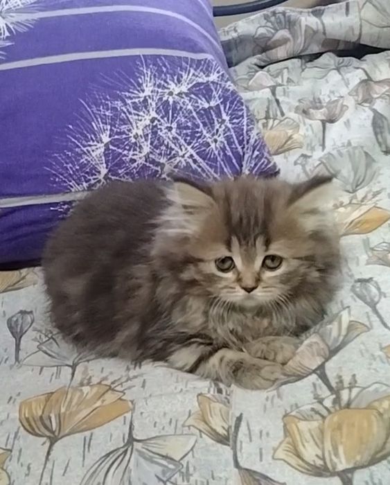 Шикарная Хайленд страйт. Девочка.