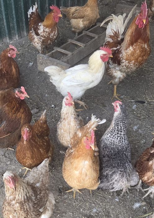 Продам яйца для инкубации