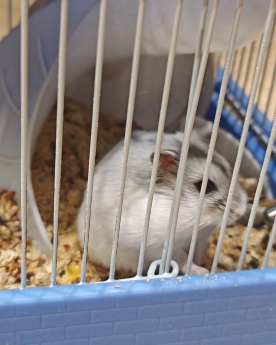 Джунгарский хомячок