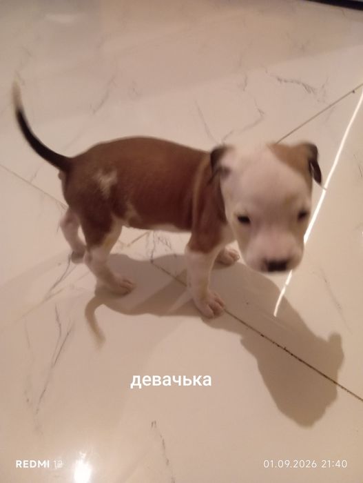 Продам щенят  порода стафорд