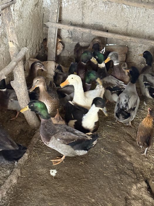 Индюки куры утки