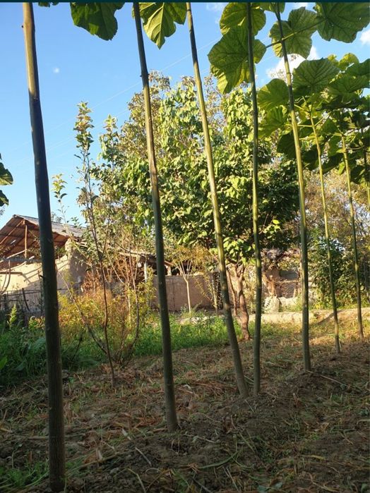 Povloniya koʻchatlari