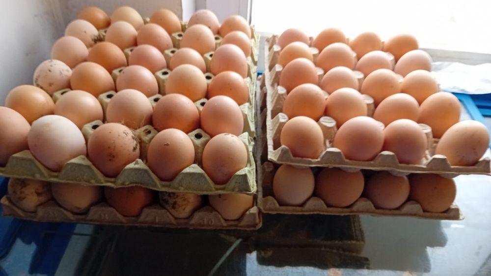 Ouă pentru incubator