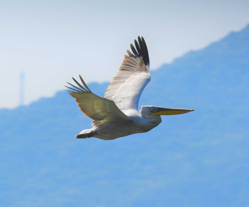 Nikon Nikkor AF-S 200-500mm f/5.6E ED VR