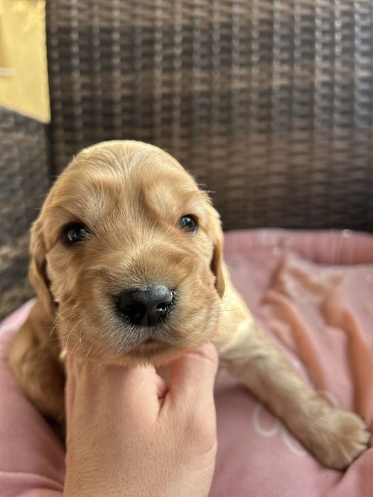 Кокер & лагото кученца