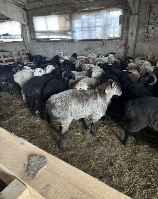 Бараны овцы Қошқарлар, қойлар, қозылар