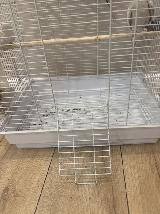 Продаю попугаев пара с клеткой все вместе