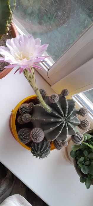 Кактусы рассада цветут