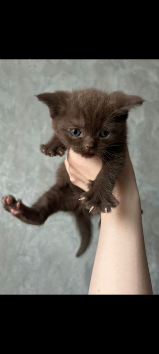 Британские котята