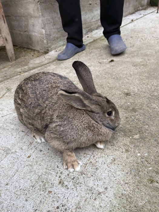 ‼️Iepuri de vanzare sau carcasa (BIO)‼️