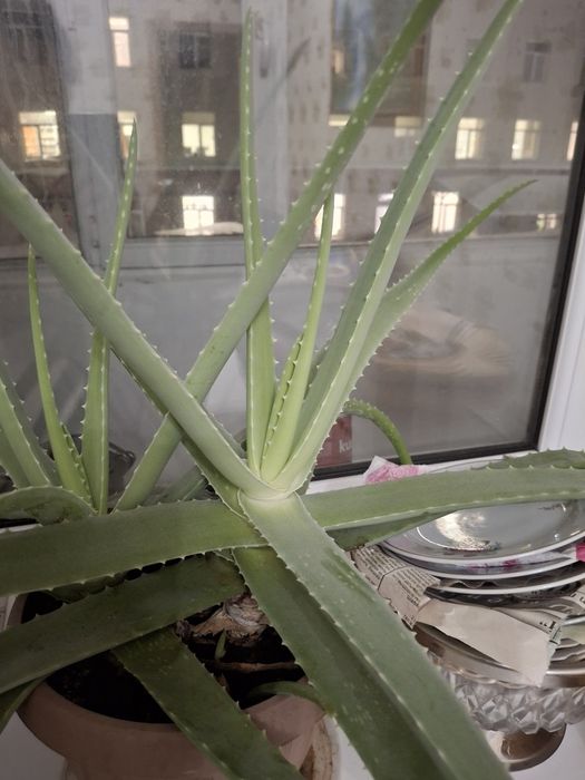 Продам Алое вера