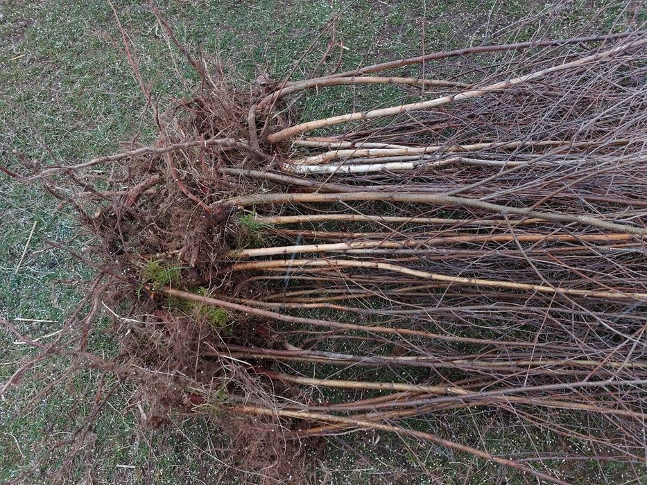 Vand puieti de mesteacan