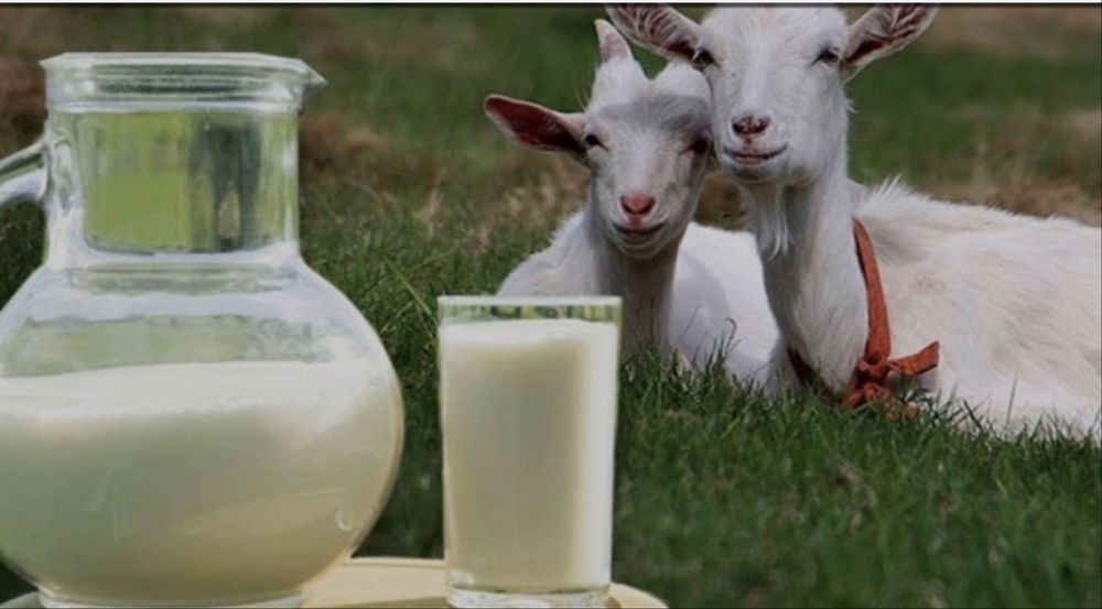 Ешкы суты Козье молоко