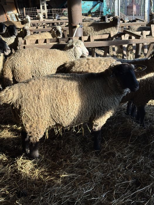 Oi suffolk 60 de Buc