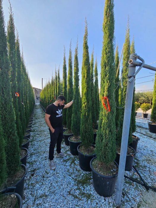 Cupressus sempervires calitate superioară