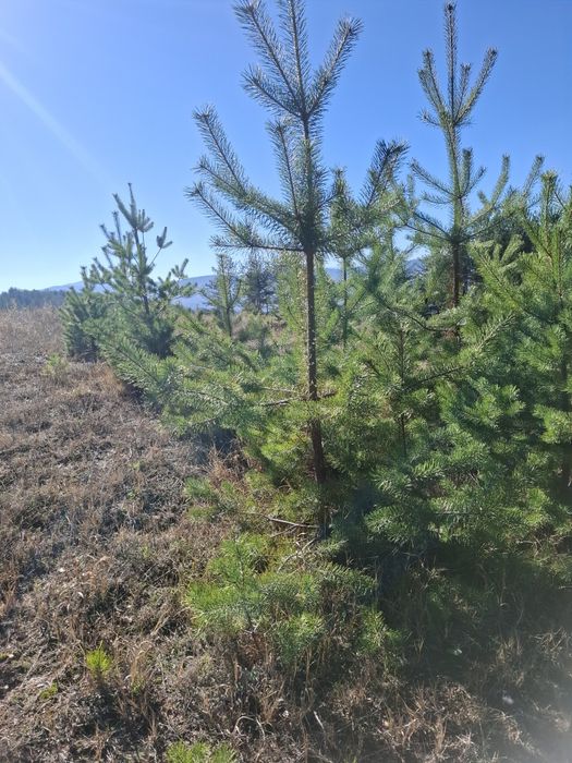 Озеленяване за паркове,  градини и тераси