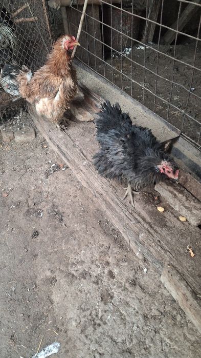 Damashni Tovuqlar Sotiladi