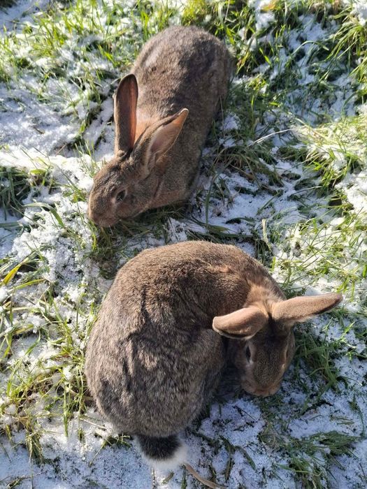 Iepuri mici și adulti