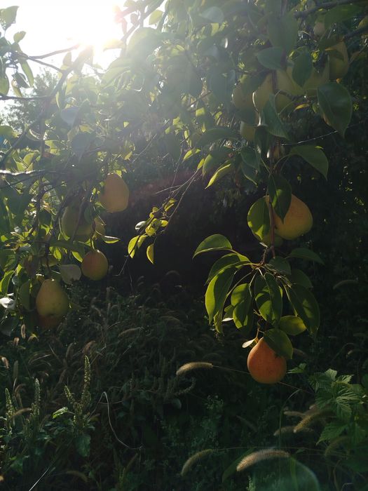 Продам грушу домашний