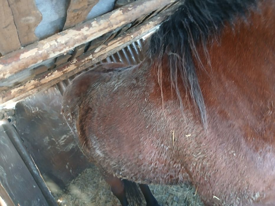 Продам жеребца 5 лет