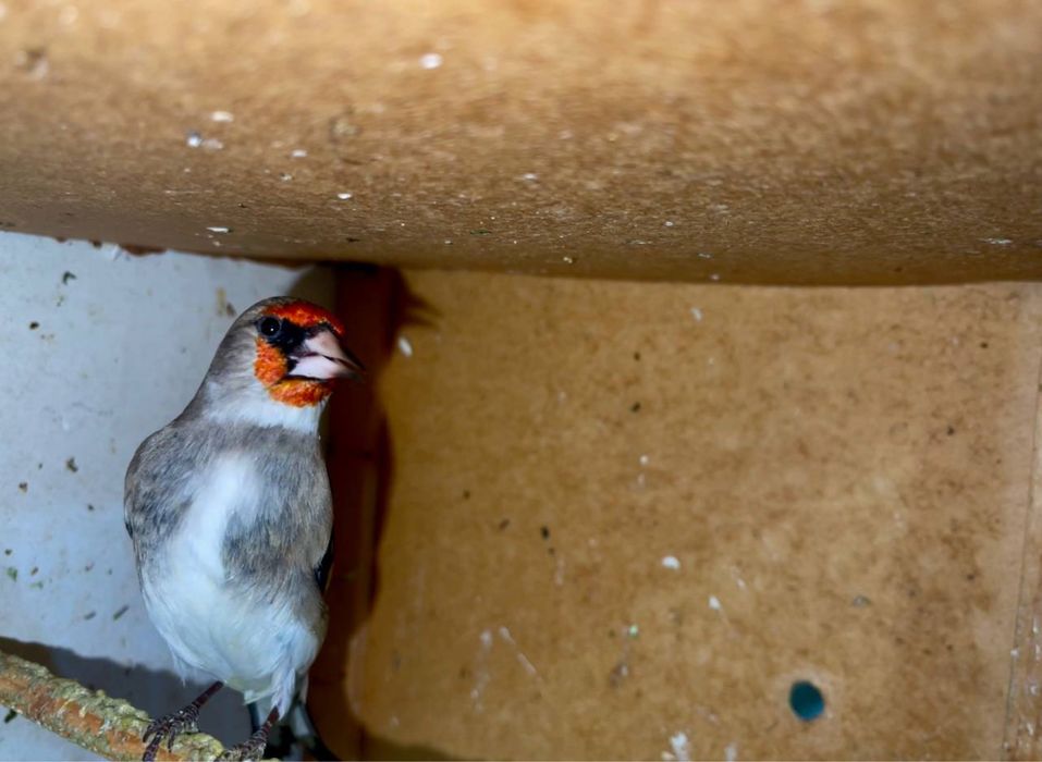 Bishkek norchila sotiladi