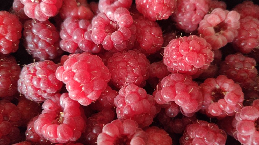 Продам домашнюю малину
