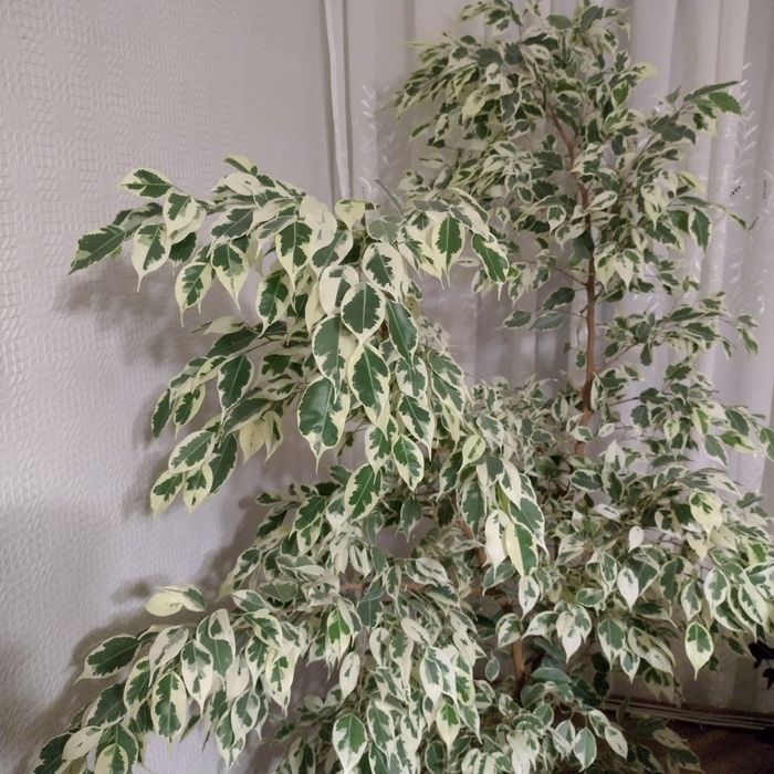 Фикус Бенджамин голям и малък