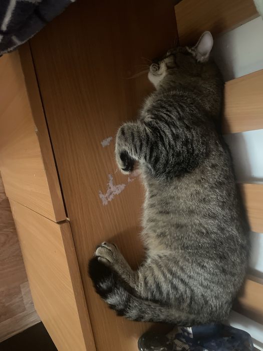 Отдам кошку в хорошем руки